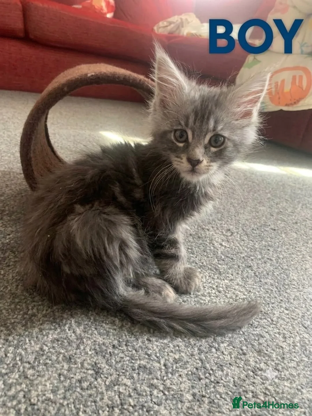 Maine Coon cats for sale: Stunning Maincoon kittens/ready from July 11th - Advert 8