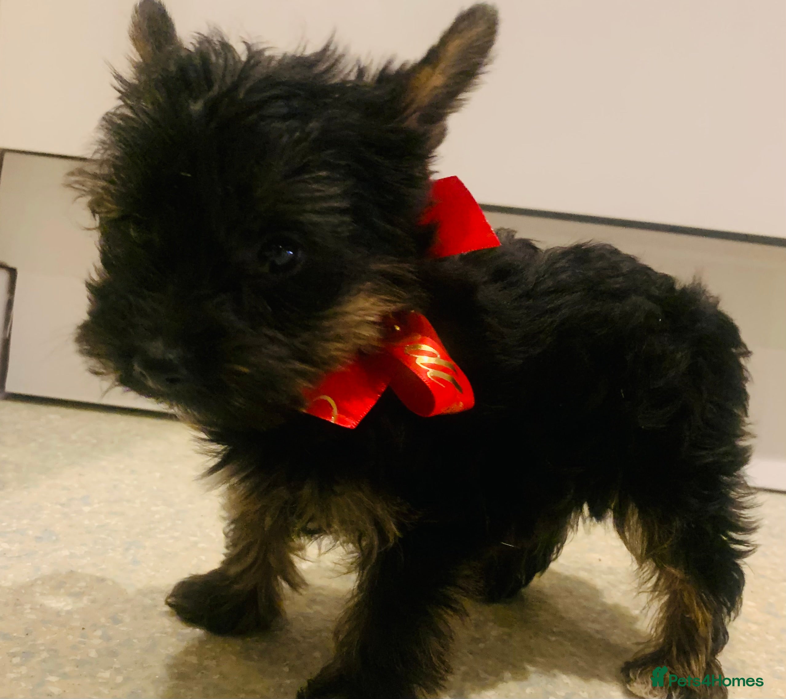 Yorkshire Terrier dogs Yorkshire terrier  - Advert 4