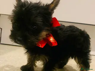 Yorkshire Terrier dogs Yorkshire terrier - Advert 4