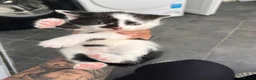 Mixed Breed cats for sale:  Beautiful Playful Kittens Ready for reservations  - Advert 10