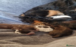 Cocker Spaniel dogs for sale: Kc registered show type puppies - Image 11