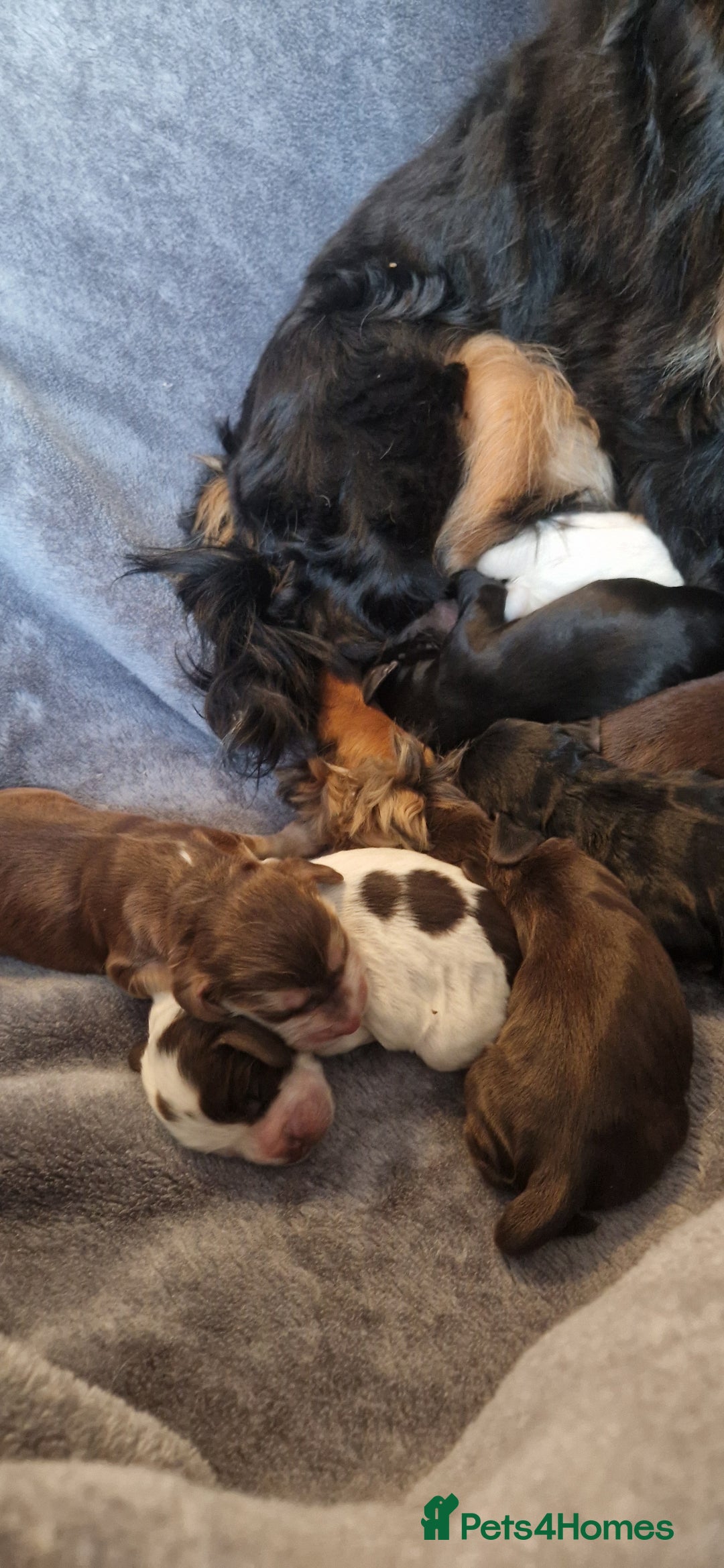 Cocker Spaniel dogs for sale: Kc registered show type puppies - Image 11