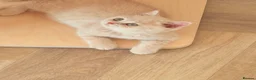 British Shorthair cats for sale: CREAM BRITISH SHORTHAIR MALE - GCCF REG - Advert 2