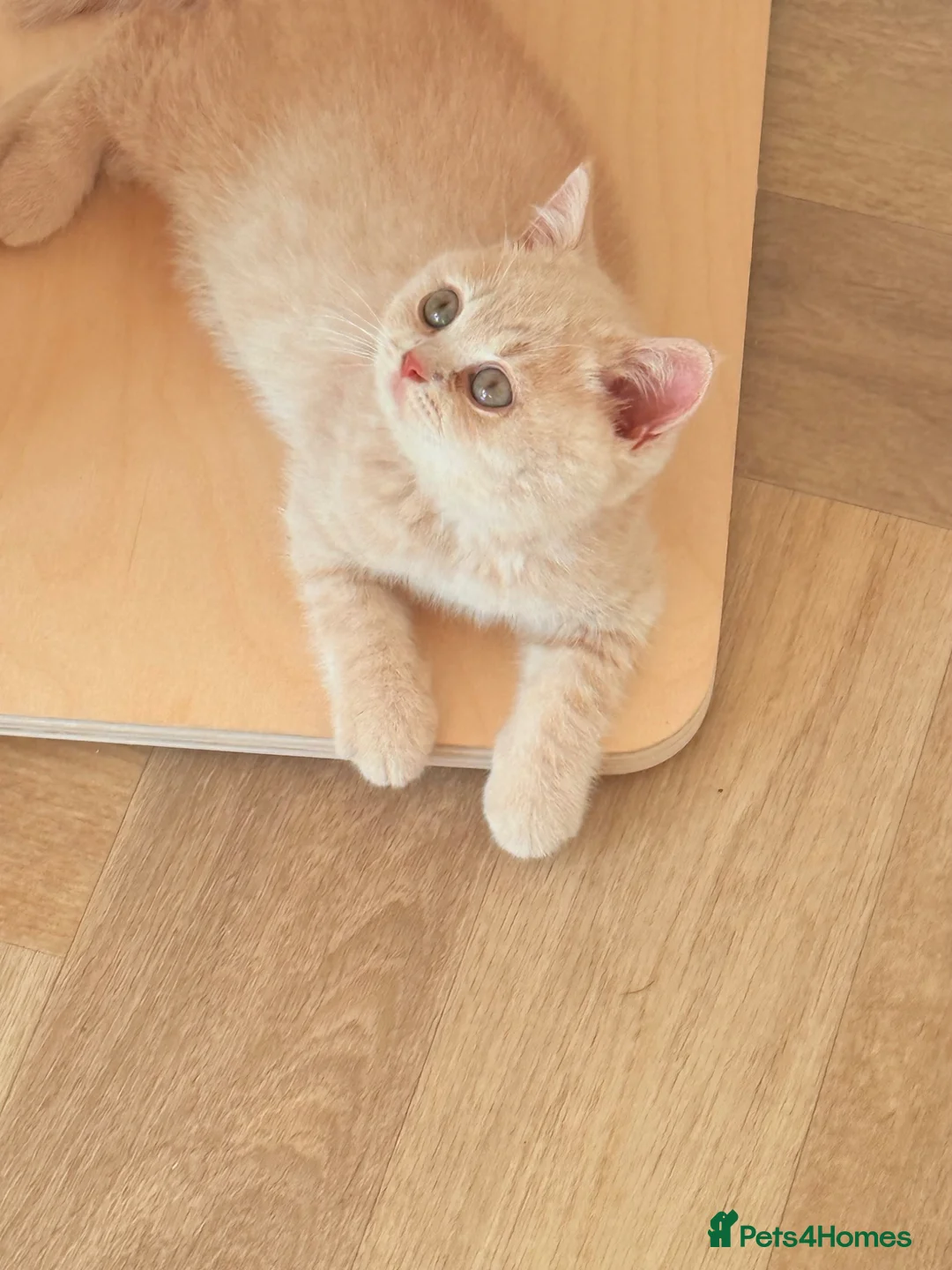 British Shorthair cats for sale: CREAM BRITISH SHORTHAIR MALE - GCCF REG - Advert 2