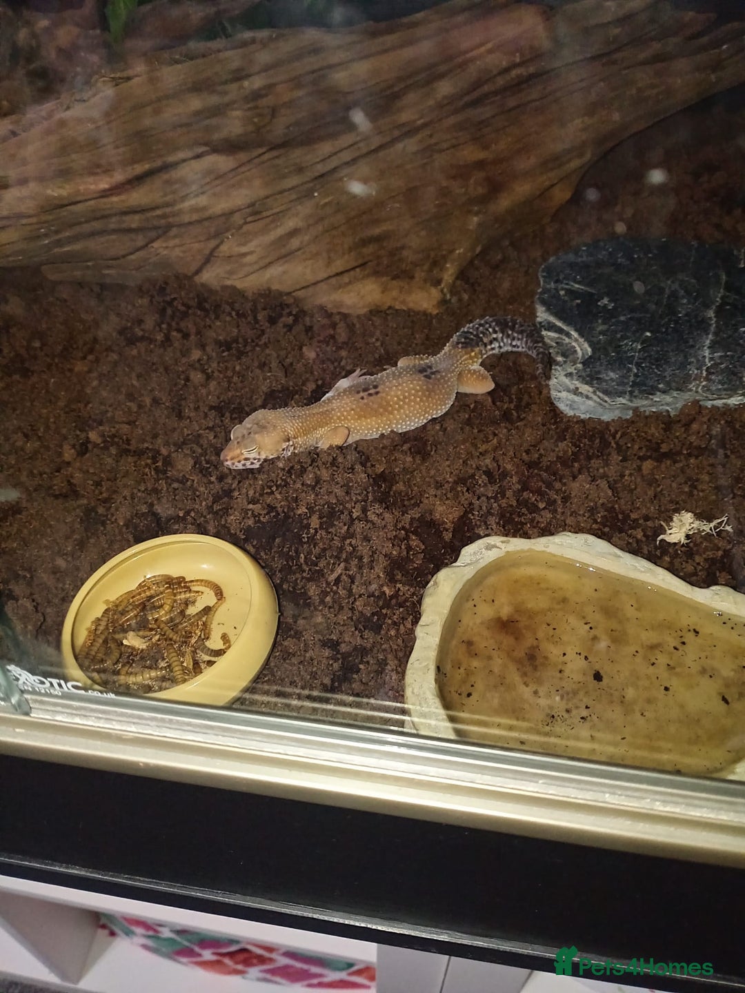 Leopard Gecko reptiles for sale: Leopard gecko  - Image 5
