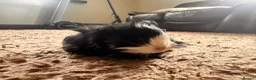 Guinea Pig rodents for sale: 8 week old long haired male guinea pig - Advert 9