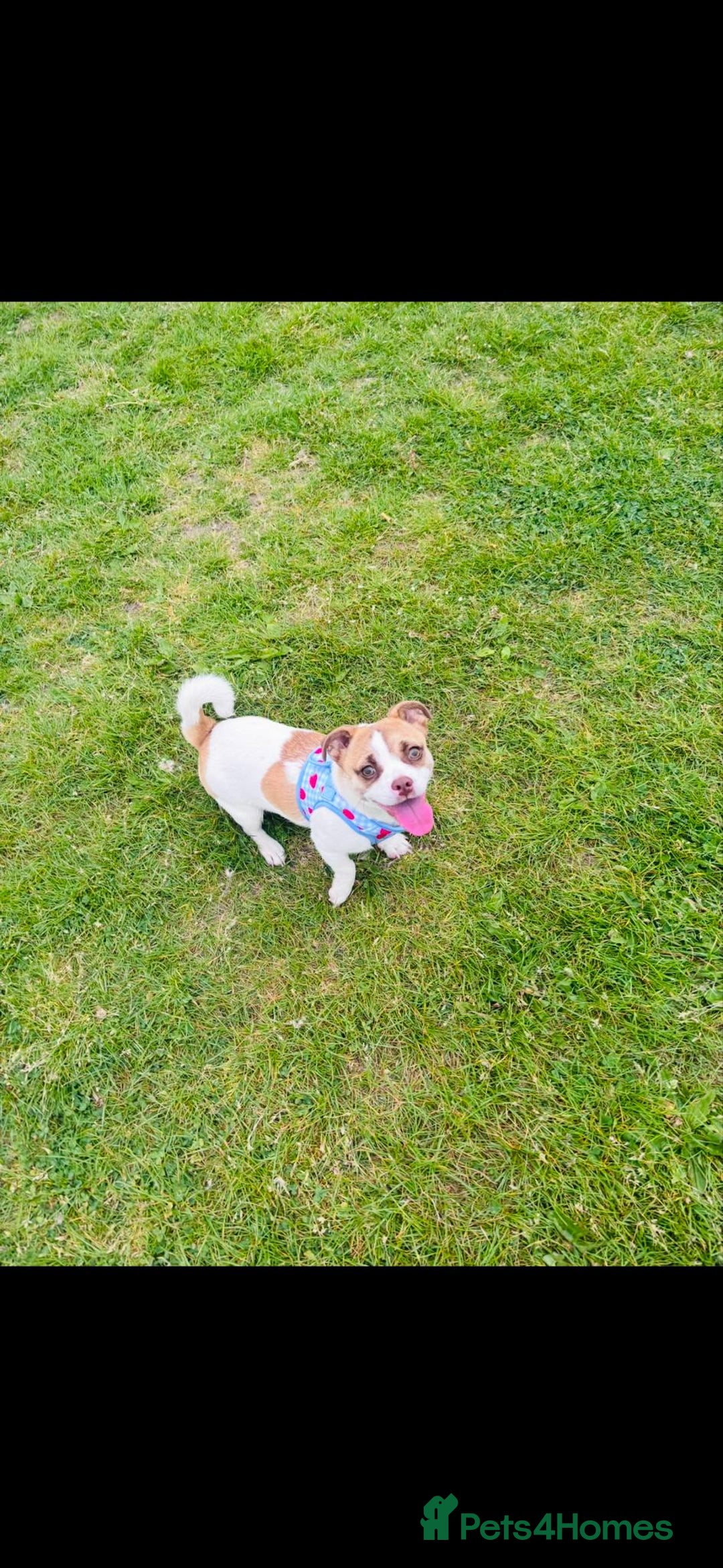 Mixed Breed dogs for sale: Bonny looking for a good forever home - Image 2