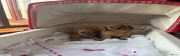 Cavapoo dogs for sale: Red Toy cavapoo in Newark - Advert 1