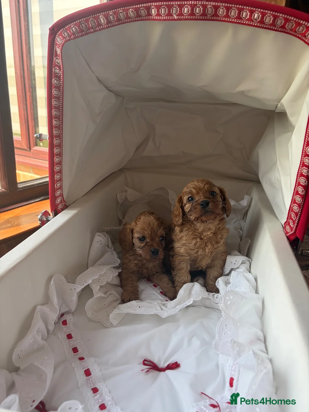 Cavapoo dogs for sale: Red Toy cavapoo in Newark - Advert 1