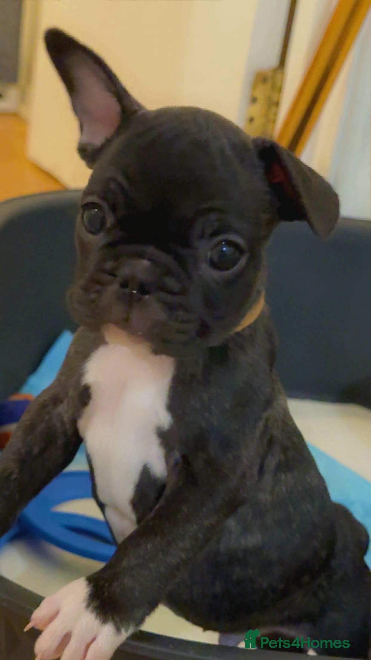 French Bulldog dogs French puppies  - Advert 6