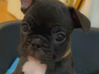 French Bulldog dogs French puppies - Advert 4