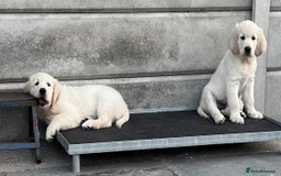 Golden Retriever dogs for sale: Stunning Puppies Ready Now (Updated pics) - Image 11