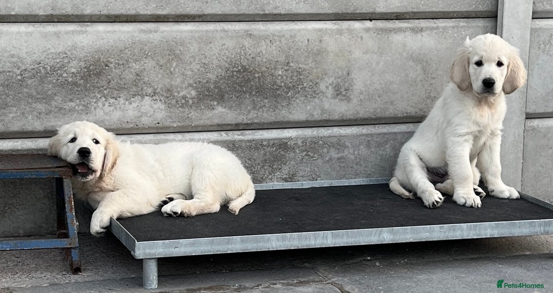 Golden Retriever dogs for sale: Stunning Puppies Ready Now (Updated pics) - Image 11