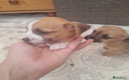 Mixed Breed dogs for sale: Jack russell x chihuahua boys only  - Image 4