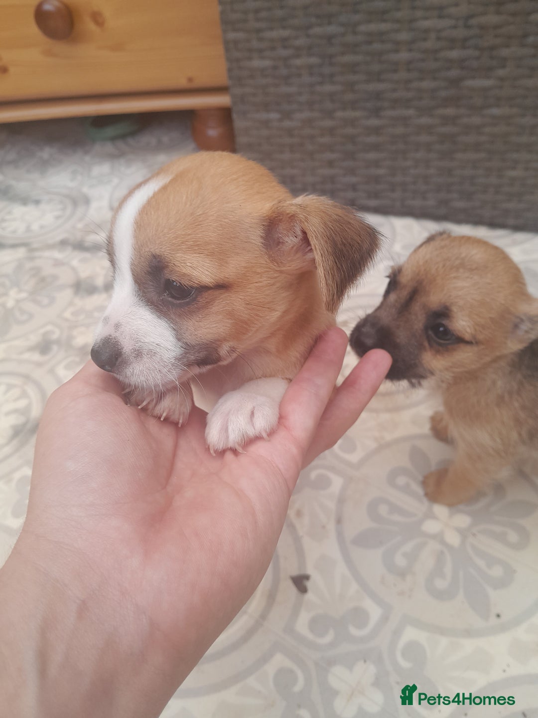 Mixed Breed dogs for sale: Jack russell x chihuahua boys only  - Image 4