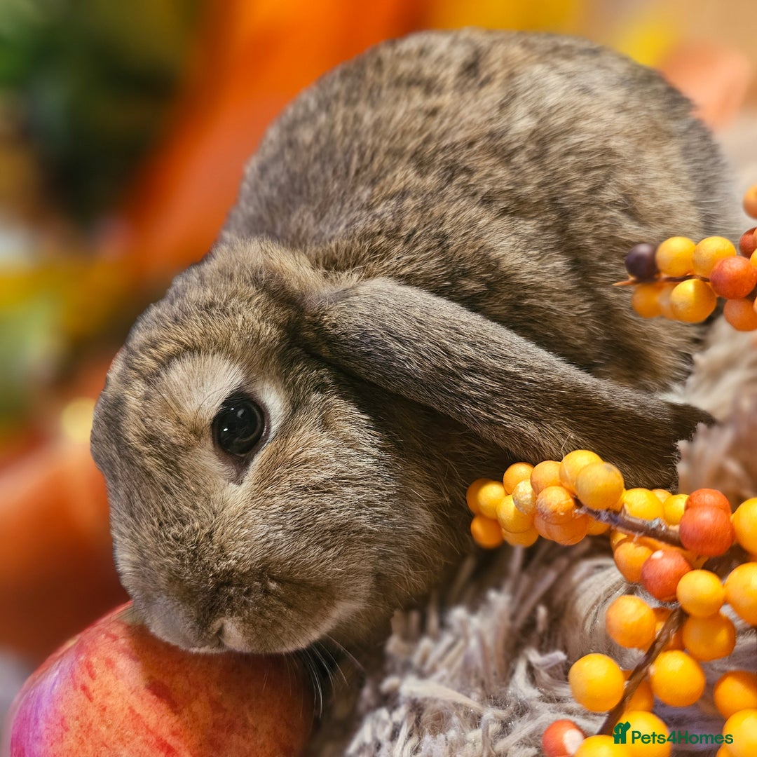 French Lop rabbits for sale: Rabbits for Sale males  - Advert 6