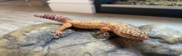 Leopard Gecko reptiles for sale: 2 Female Leopard Geckos (4 years old) – Full Setup - Advert 7