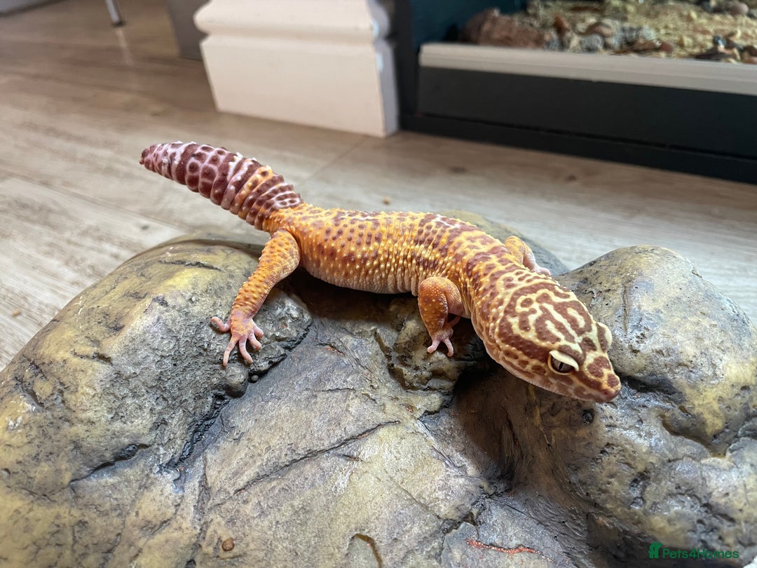 Leopard Gecko reptiles for sale: 2 Female Leopard Geckos (4 years old) – Full Setup - Advert 7