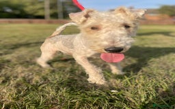 Mixed Breed dogs for sale: Foxypoo puppies for sale  - Image 3