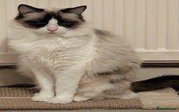 Ragdoll cats for sale: Ragdoll cat  - Image 1