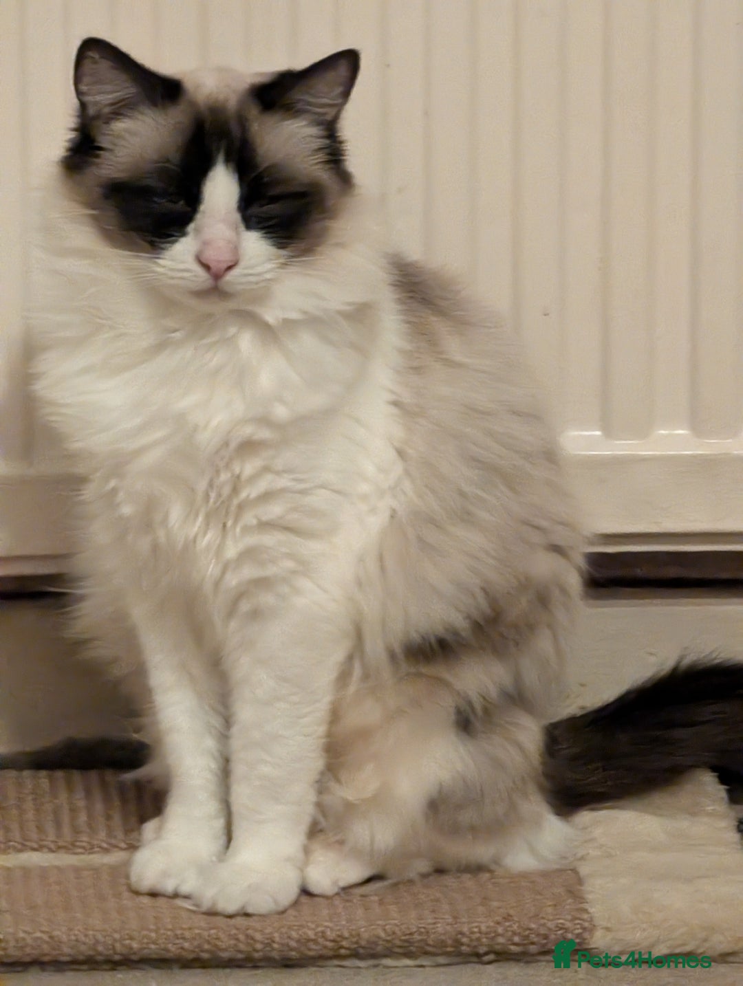 Ragdoll cats for sale: Ragdoll cat  - Image 1