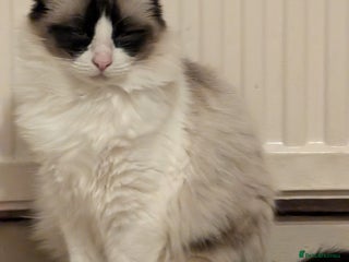 Ragdoll cats - Advert 4