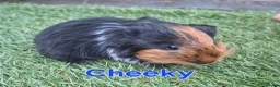 Guinea Pig rodents for sale: Guinea pigs looking for forever homes  - Advert 11