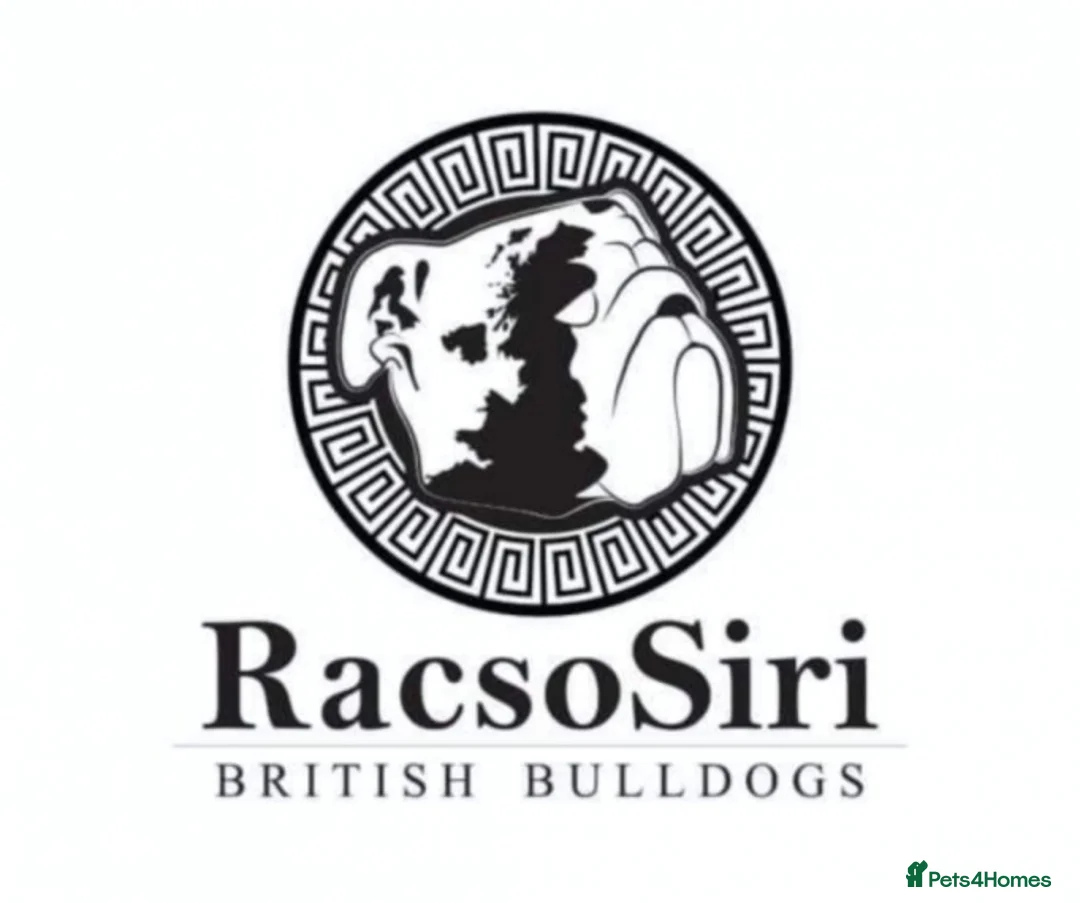 English Bulldog dogs for stud: Qualified Crufts20/21/22/23/24 Health Certificates in Slough - Advert 14