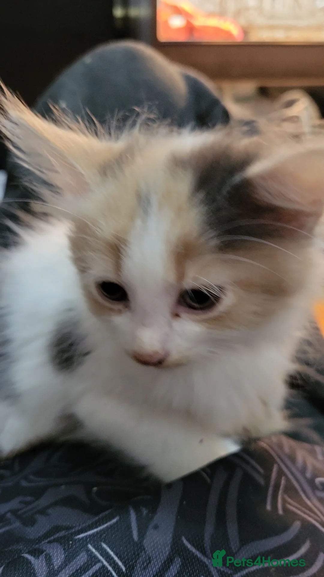 Mixed Breed cats for sale: Kittens for sale - Advert 5