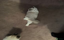 Ragdoll cats for sale: Meet Snow Our Sweet Ragdoll Looking for a New Home - Image 4