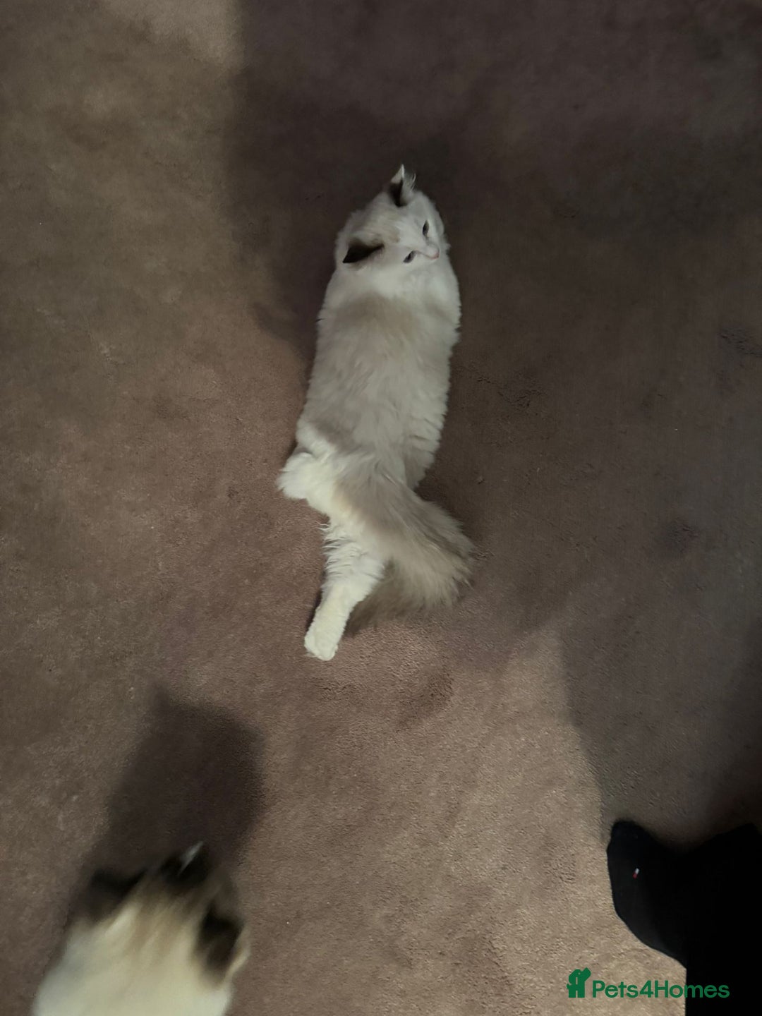 Ragdoll cats for sale: Meet Snow Our Sweet Ragdoll Looking for a New Home - Image 4