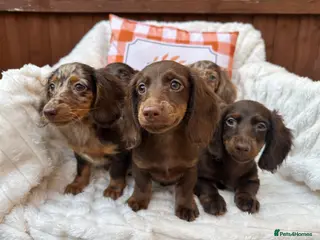 Miniature Dachshund dogs Fabulous Litter of Long haired dachshund puppies - Advert 6