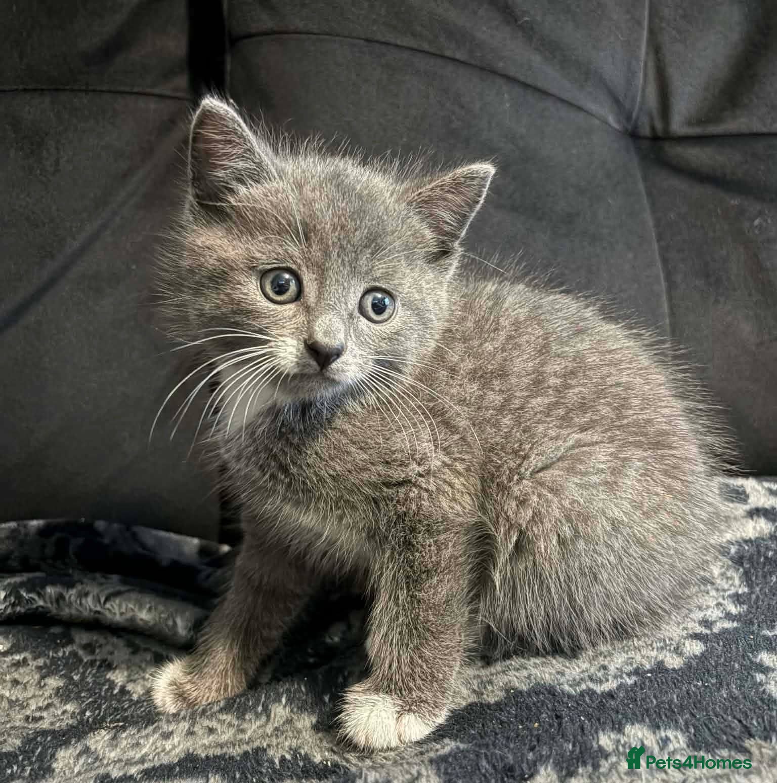 Mixed Breed cats Lovely 8 week old grey male - Advert 5