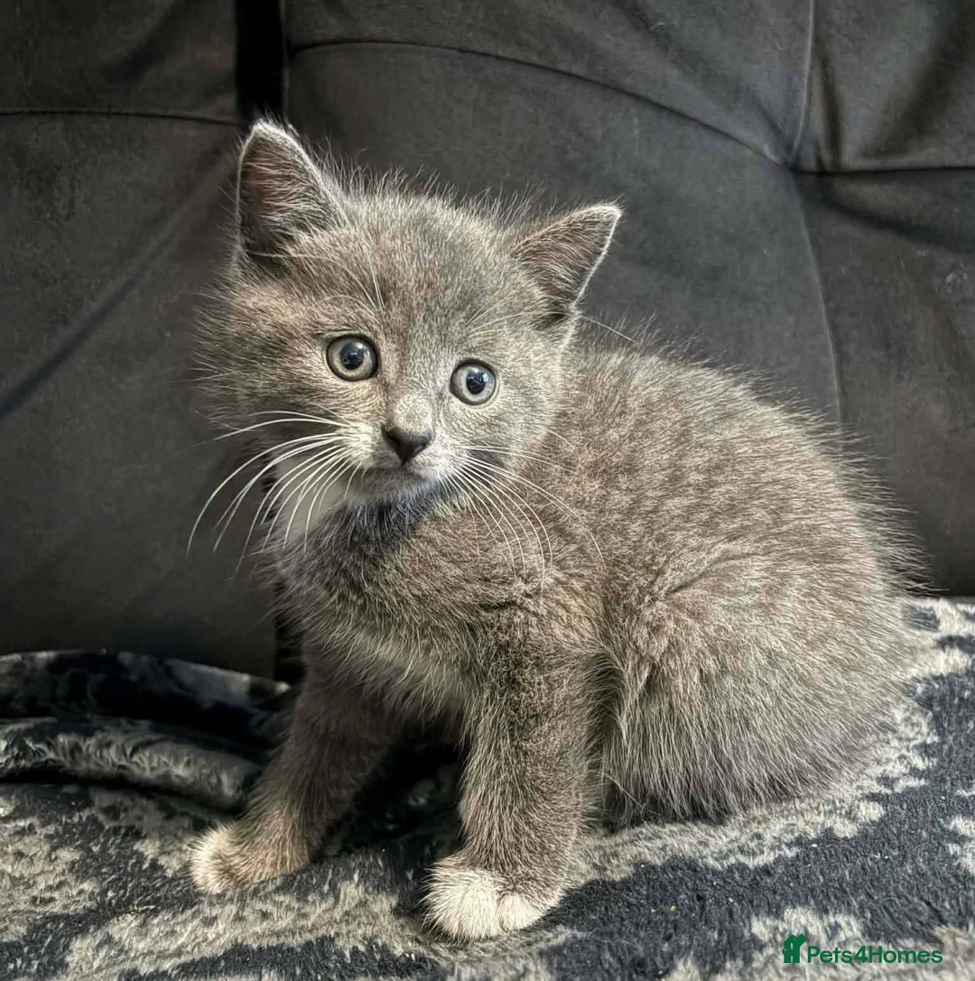 Mixed Breed cats for sale: Lovely 8 week old grey male - Advert 1