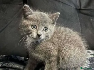Mixed Breed cats Lovely 8 week old grey male - Advert 5