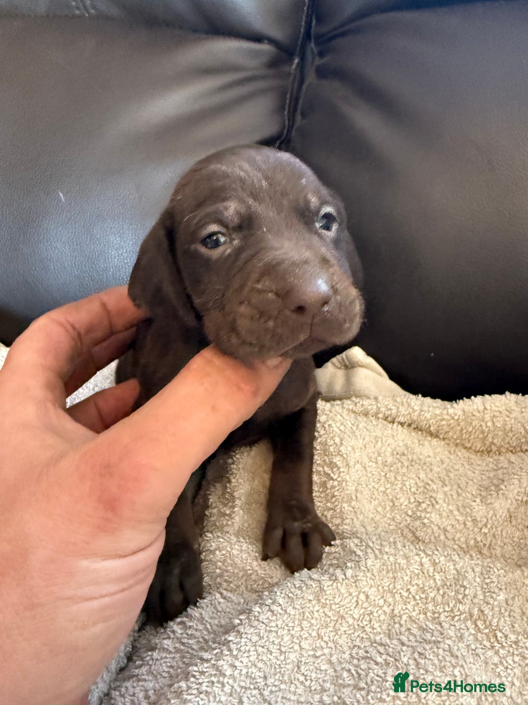 Mixed Breed dogs for sale: Hungarian vizsla pups top quality pups  - Advert 24