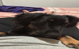 Mixed Breed dogs for sale: German Shep x cocker spaniel(show )  - Advert 3