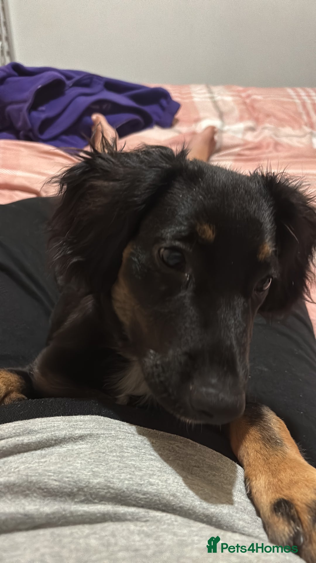 Mixed Breed dogs for sale: German Shep x cocker spaniel(show )  - Advert 3