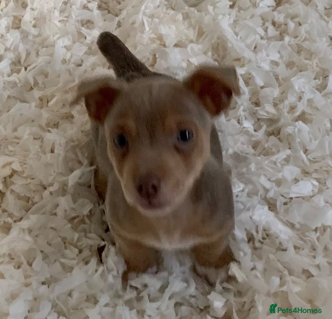 Jack Russell dogs Fabulous Jack Russell puppies  - Advert 2