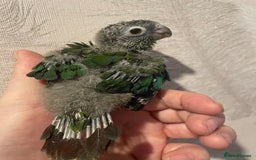 Conures birds for sale: Conure crimson Bellied  - Image 3