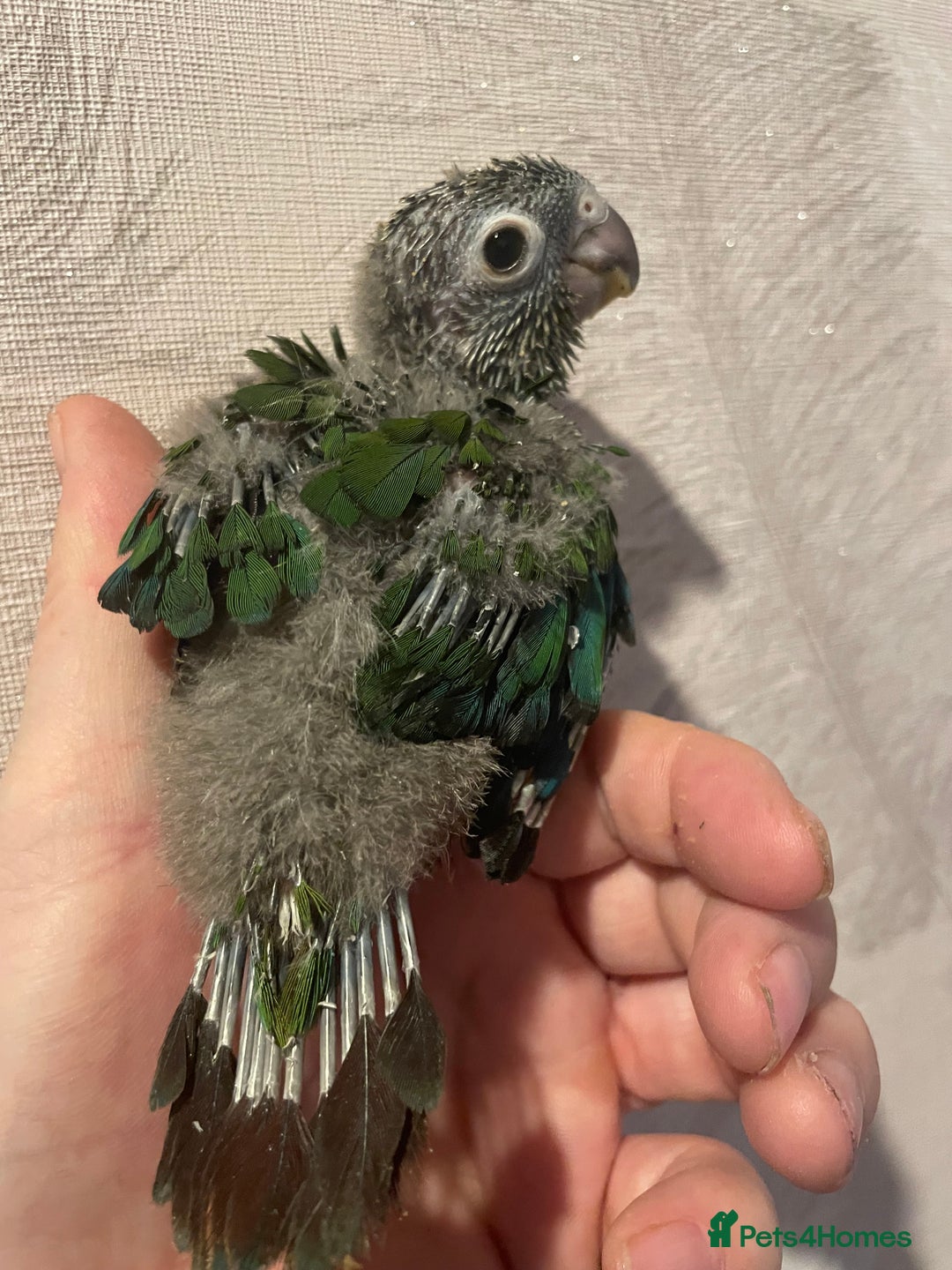Conures birds for sale: Conure crimson Bellied  - Image 3