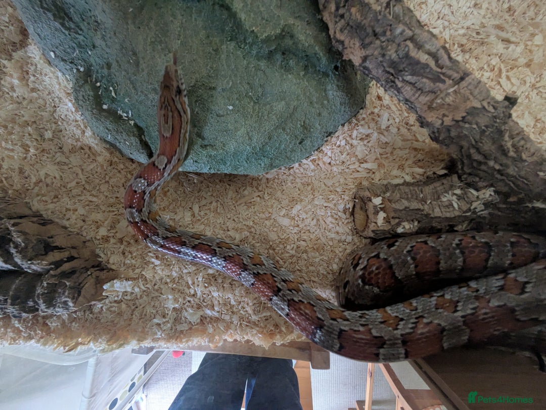 Corn Snake reptiles for sale: Corn Snake - Image 3