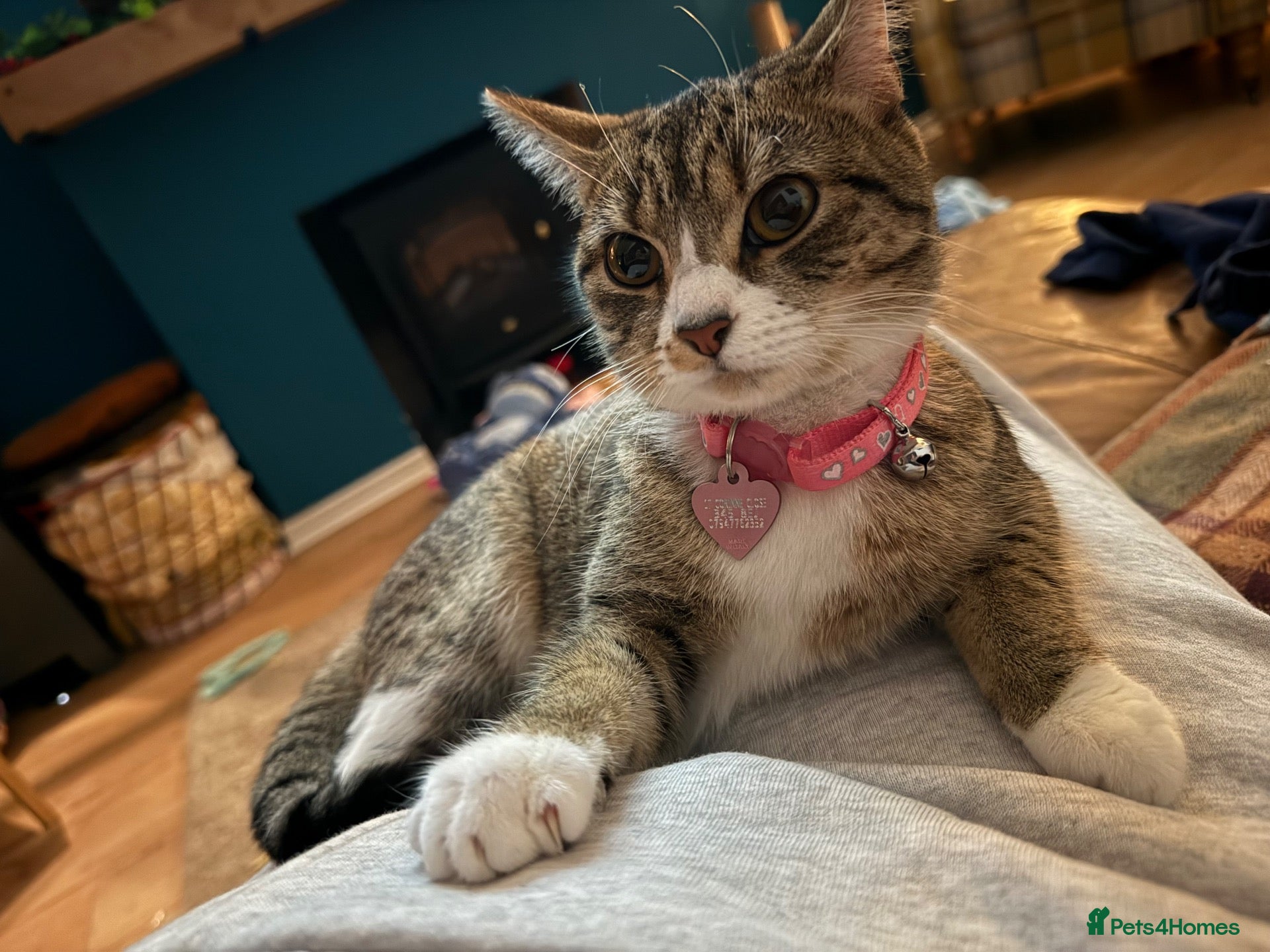 Mixed Breed cats Cat for Rehoming 1 year old  - Advert 2