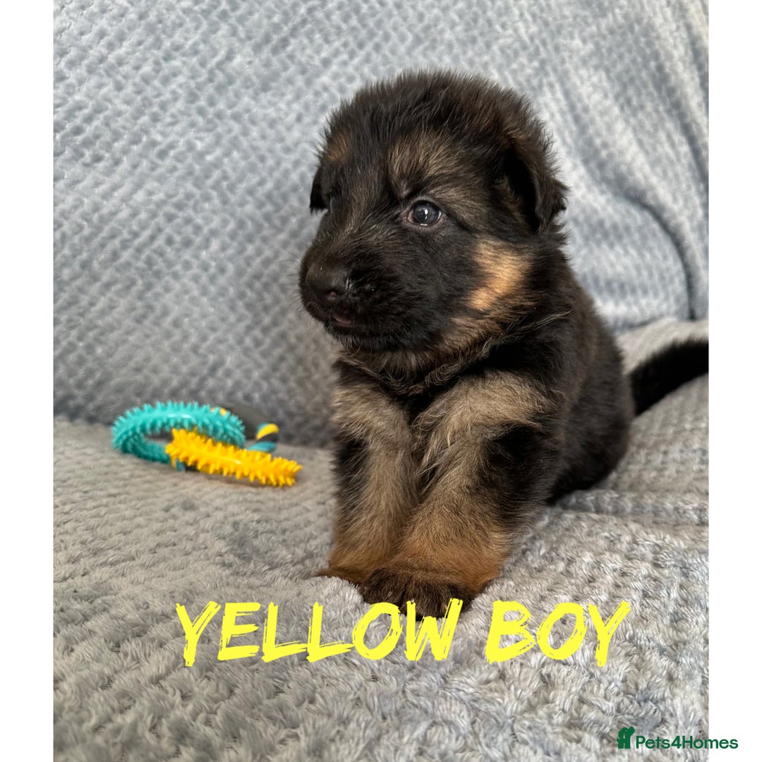 German Shepherd dogs for sale: K/C Registered German Shepherd Puppies  - Image 5