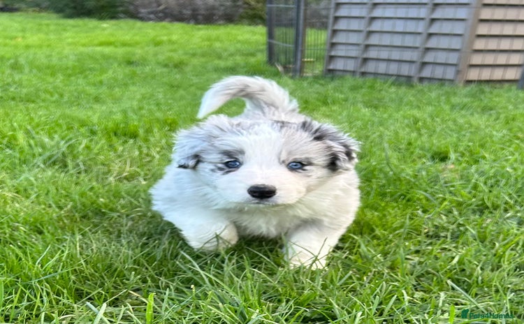 Border Collie dogs - Advert 1