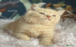 British Shorthair cats for sale: GCCF Registered British Shorthair kittens - Image 5