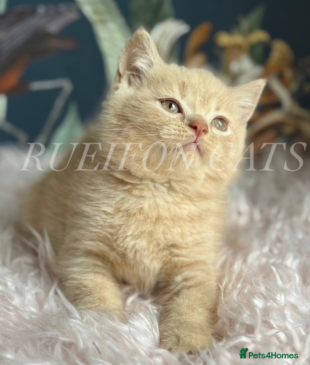British Shorthair cats for sale: GCCF Registered British Shorthair kittens - Image 5