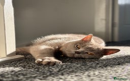 British Shorthair cats for sale: British shorthair kittens  - Image 31