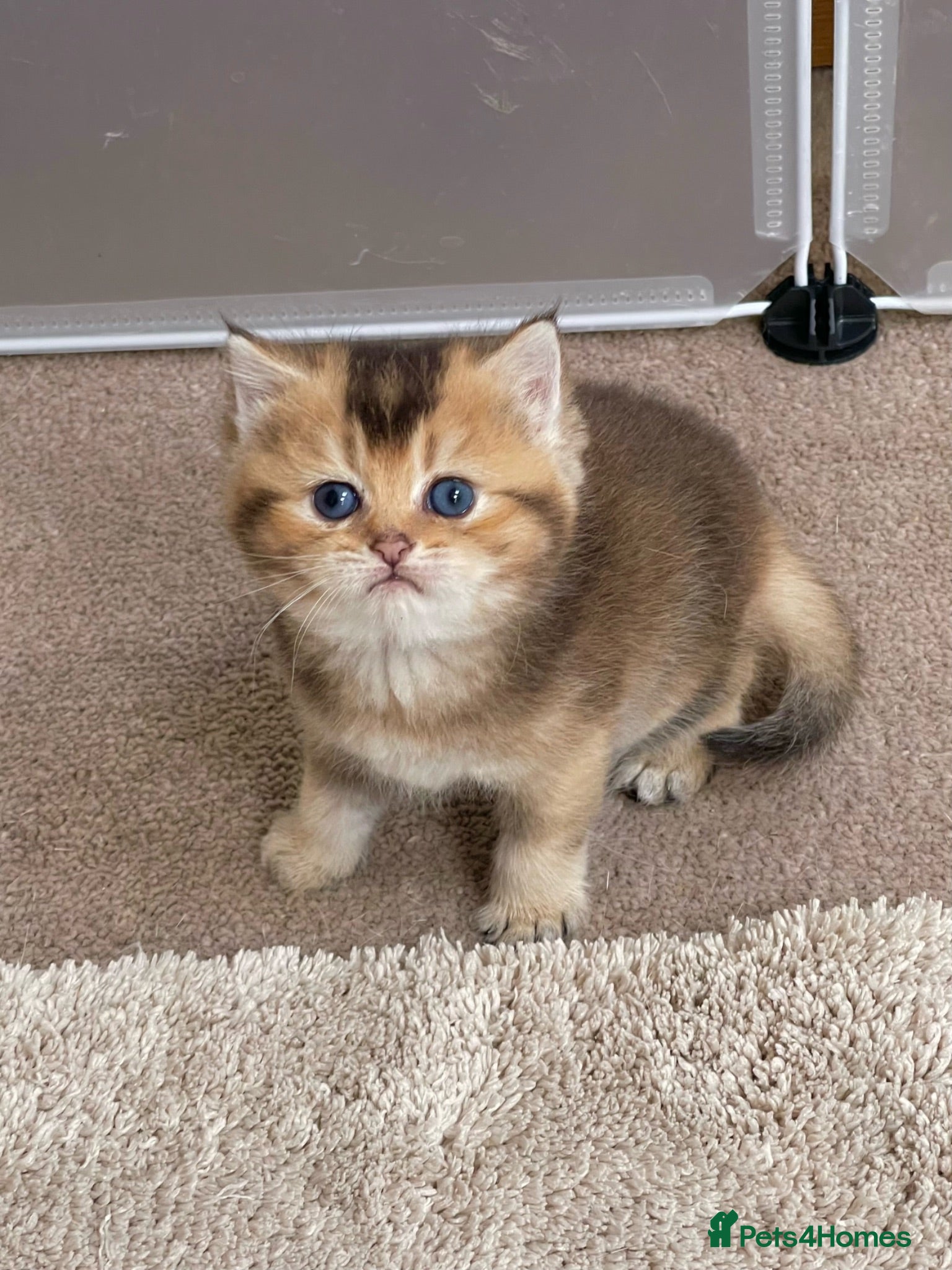 British Shorthair cats 💙Golden BSH kitten 💙 - Advert 2