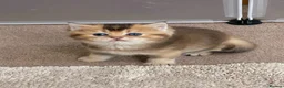 British Shorthair cats for sale: 💙Golden BSH kitten 💙 - Advert 2